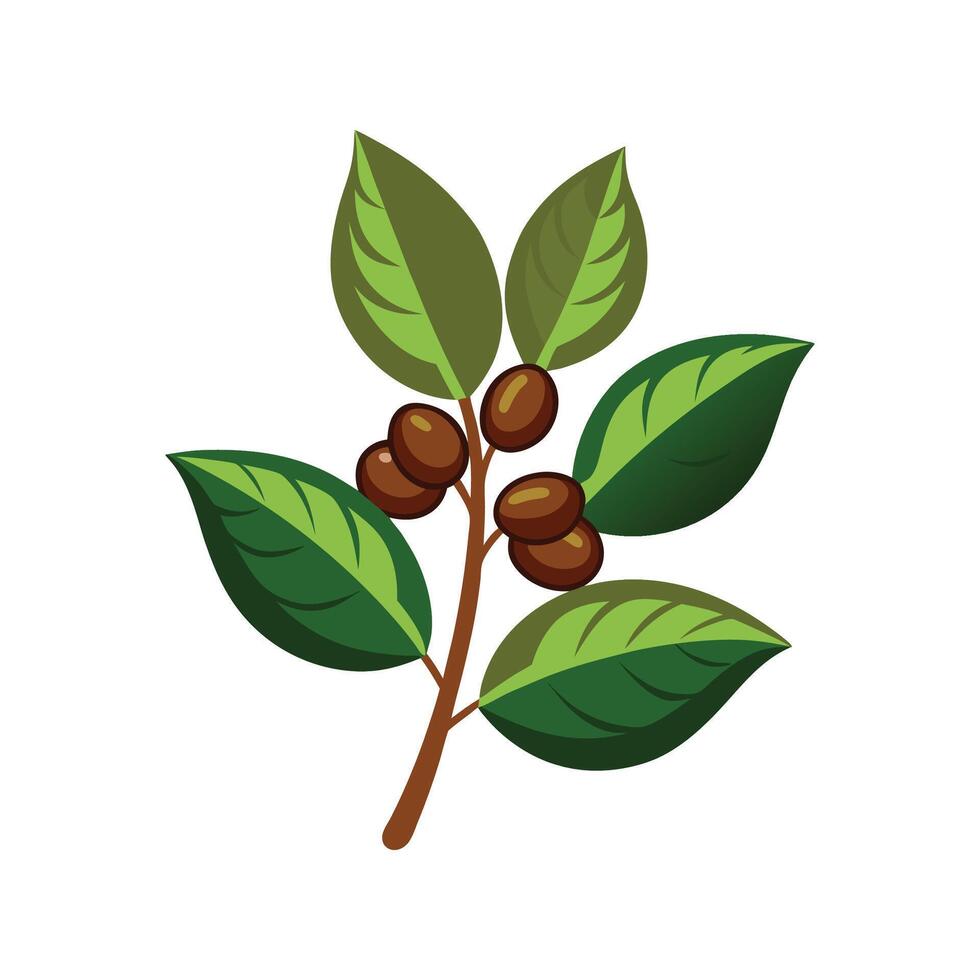 Beautiful Coffee Arabica Beans on Tree vector