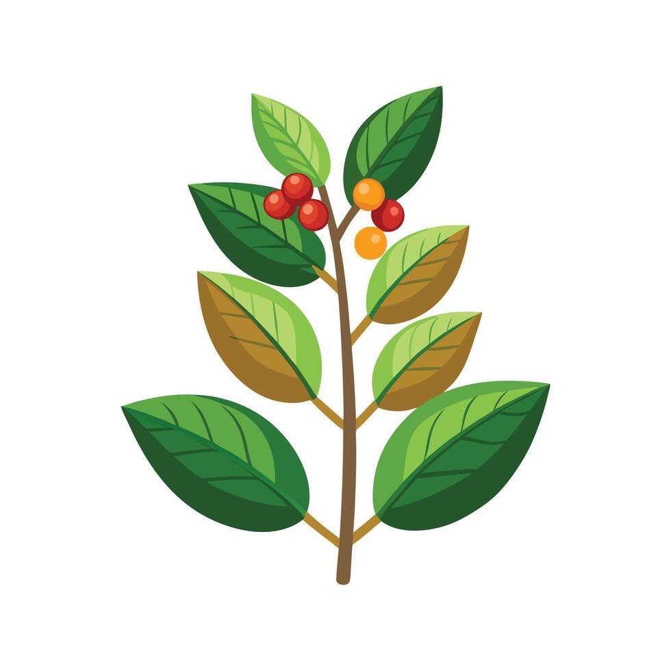 Elegant Coffea Plant Showcasing Fresh Coffee Beans vector