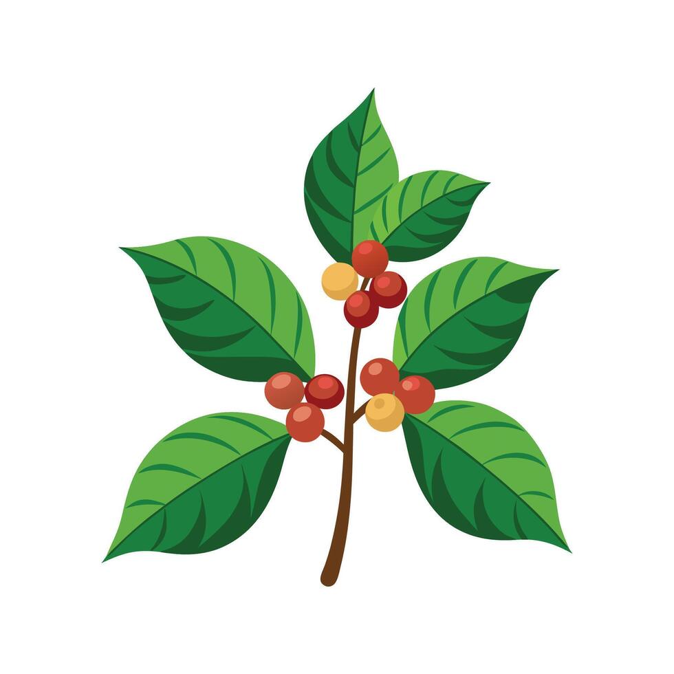 Fresh Coffea Plant with Ripe Coffee Berries vector