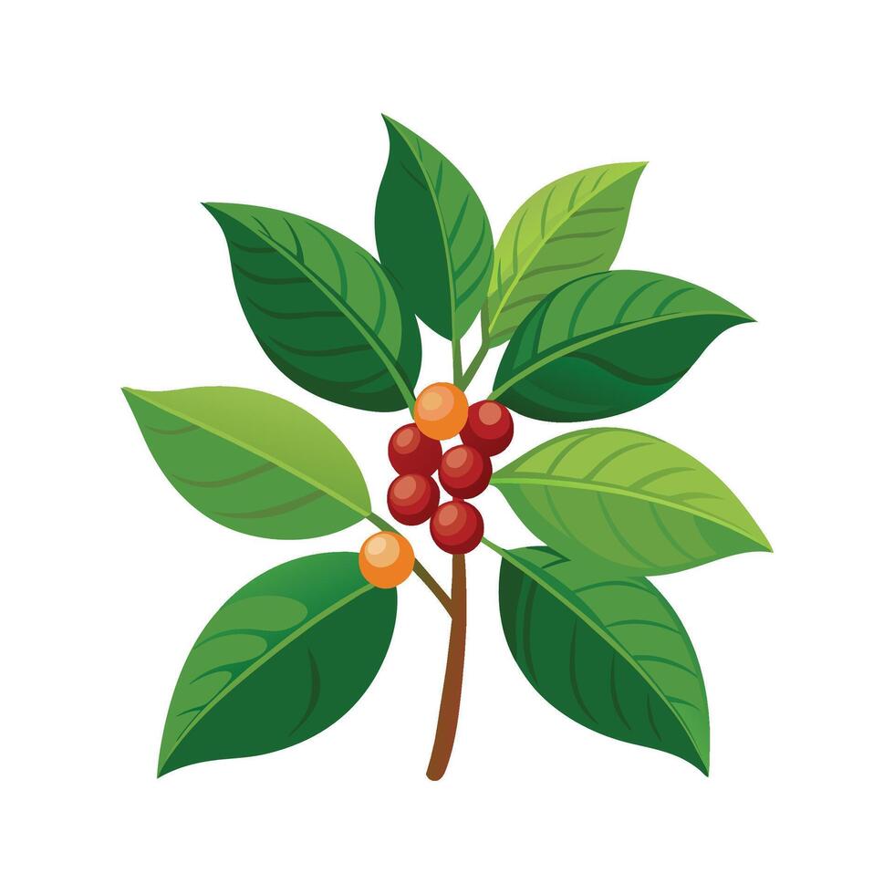 Delicious Coffea Plant Ready for Harvest vector