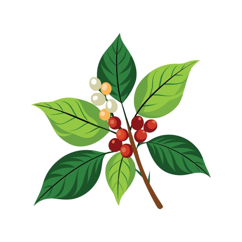 Beautiful Coffea Plant with Lush Green Leaves vector