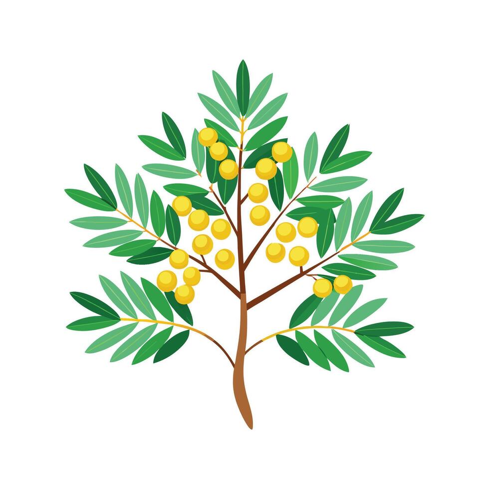 Stunning Cootamundra Wattle in Full Bloom vector