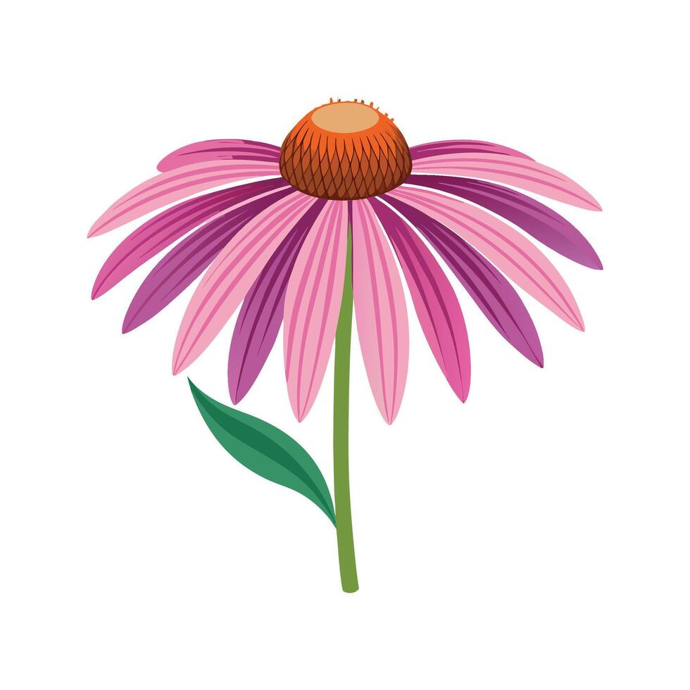 Vibrant Coneflower Blooming in Garden vector