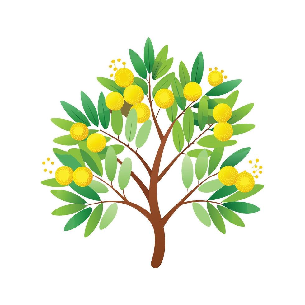 Beautiful Cootamundra Wattle Tree Enhancing Garden vector