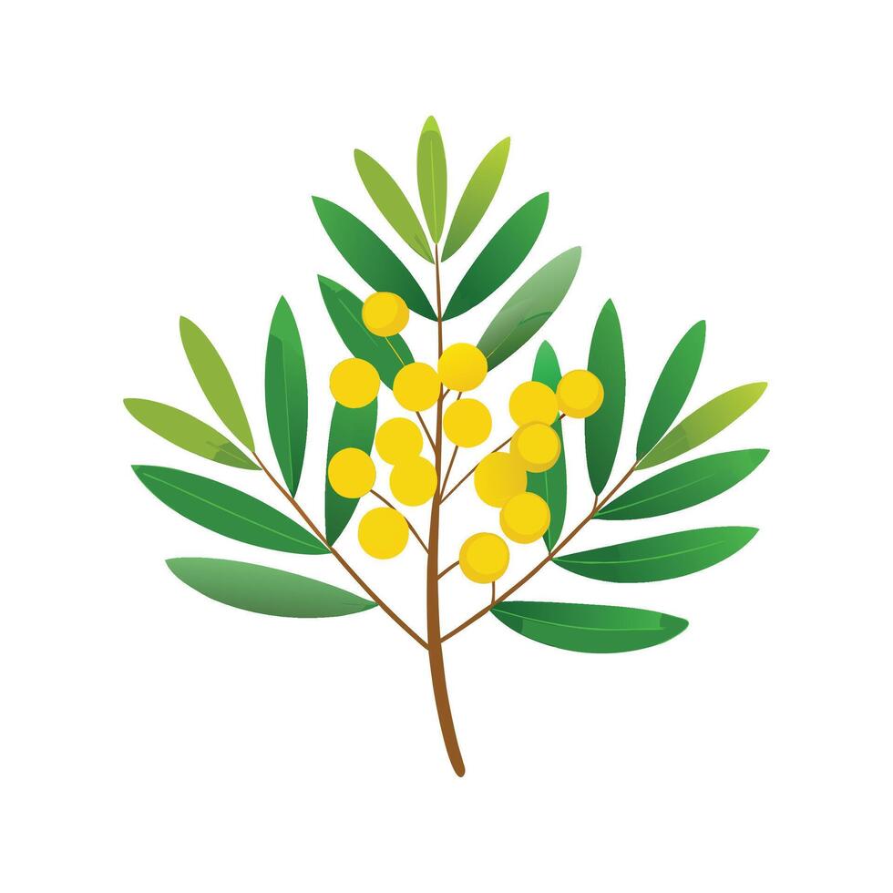 Elegant Cootamundra Wattle for Natural Landscapes vector