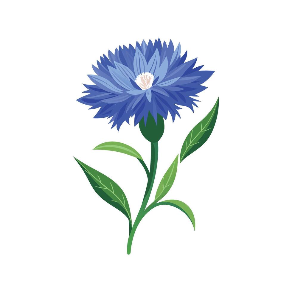 Charming Cornflower for Colorful Gardens vector