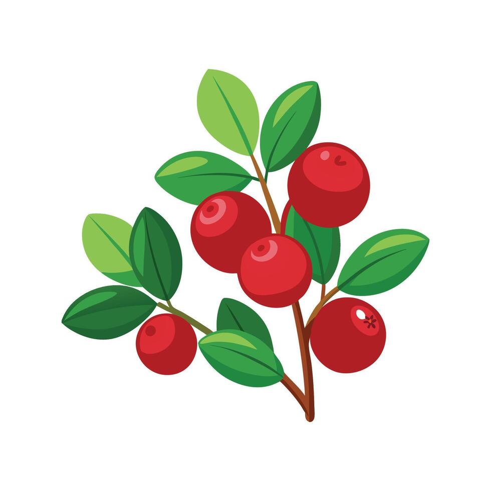 Stunning Vaccinium Cranberry Plant with Ripe Berries vector
