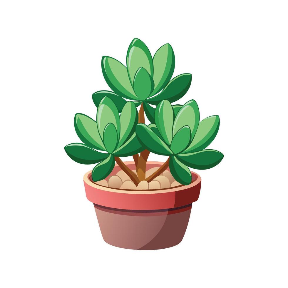 Elegant Crassula Plant for Stylish Interiors vector