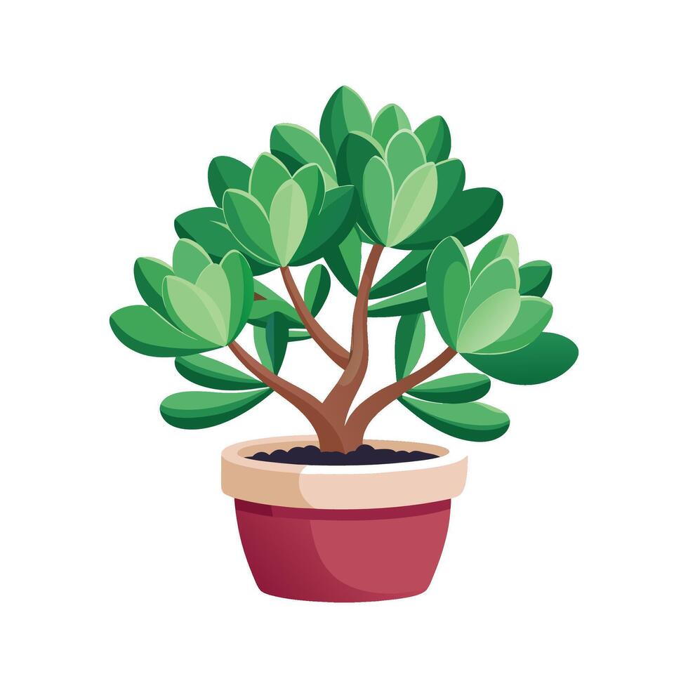 Lush Crassula Plant Brightening Indoor Spaces vector