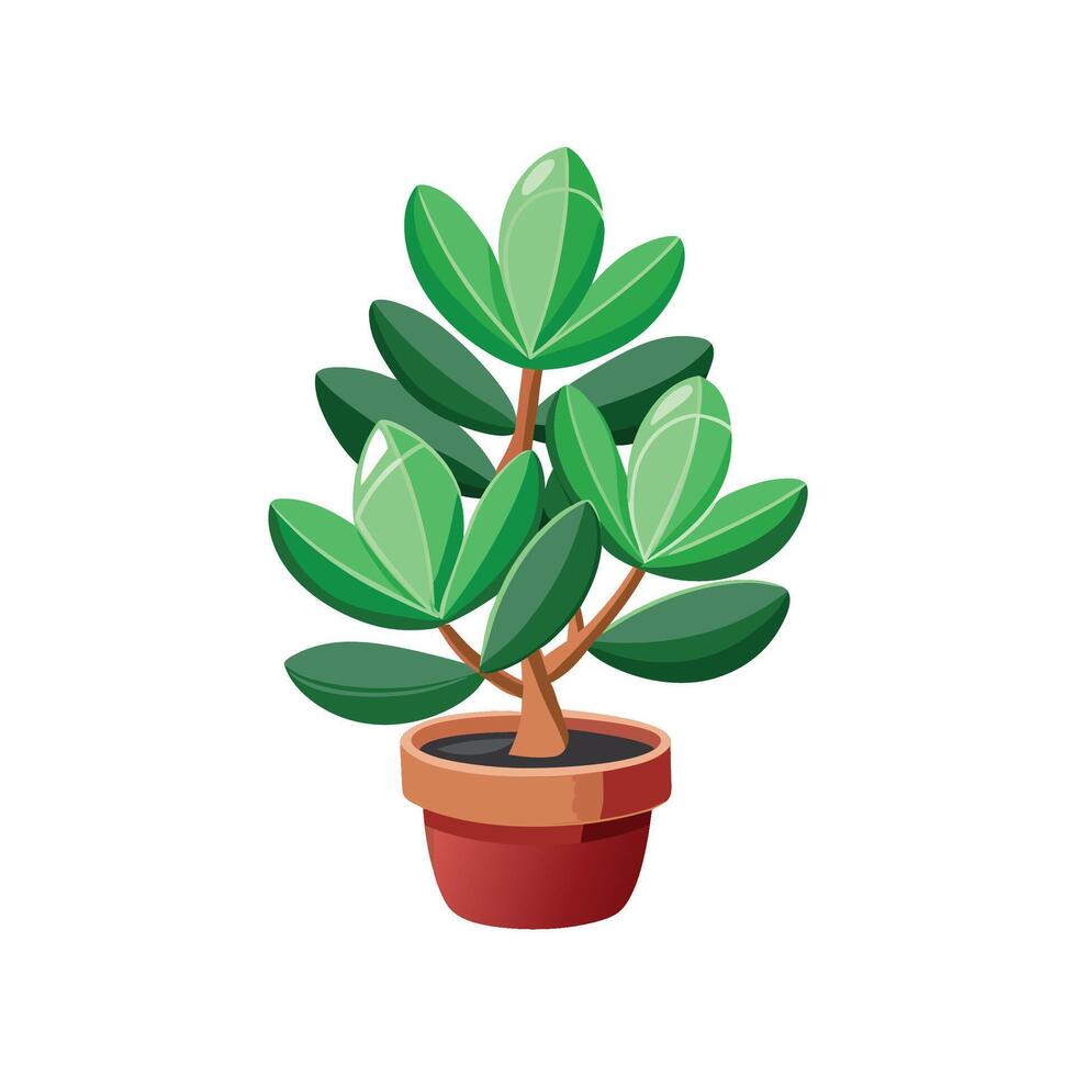 Charming Crassula Ovata for Stylish Interiors vector