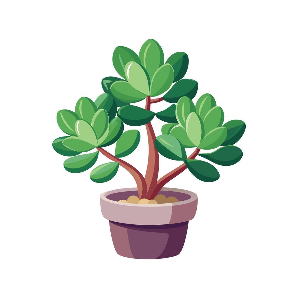Elegant Crassula Ovata Enhancing Indoor Decor vector