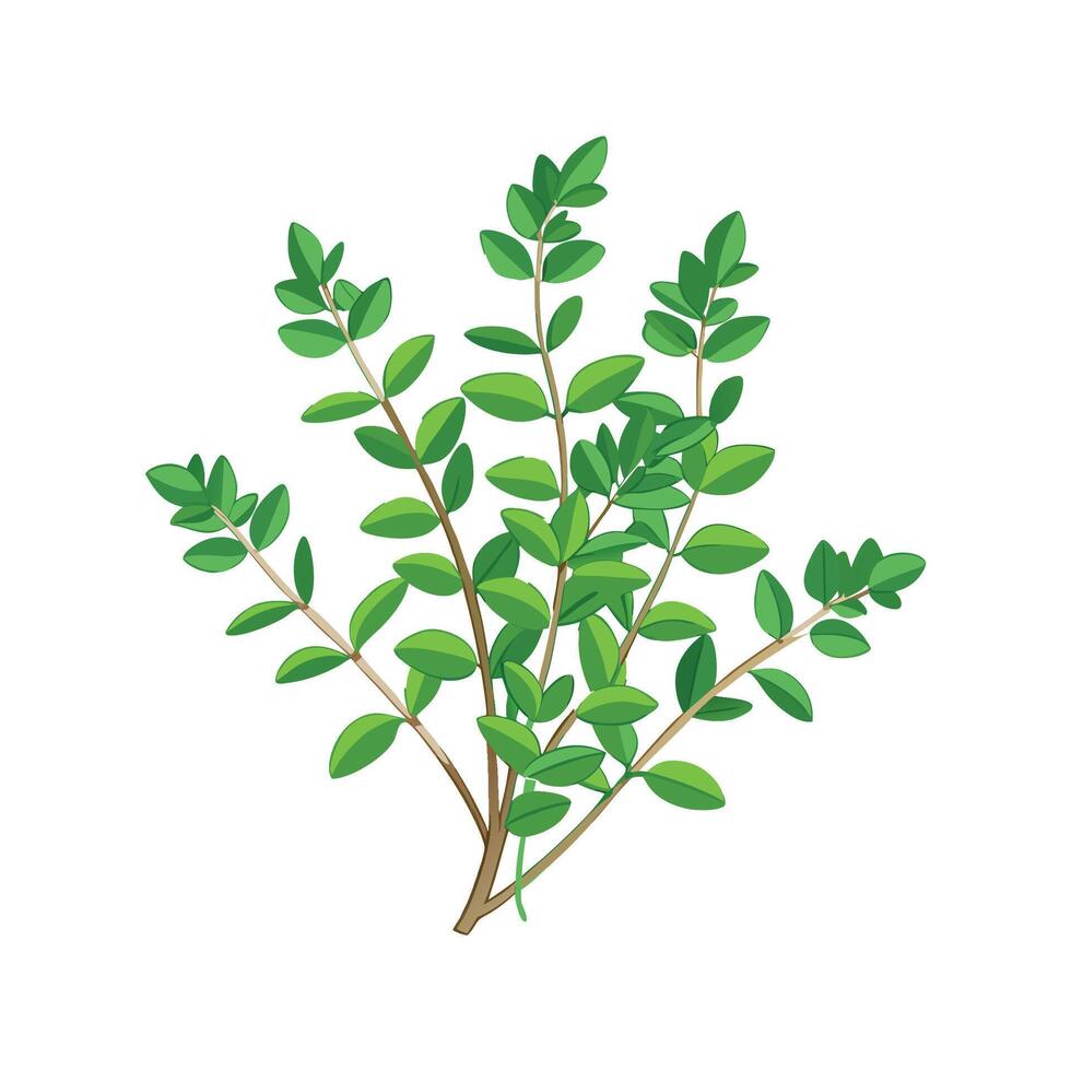 Stunning Creeping Thyme Adding Aroma to Landscape vector