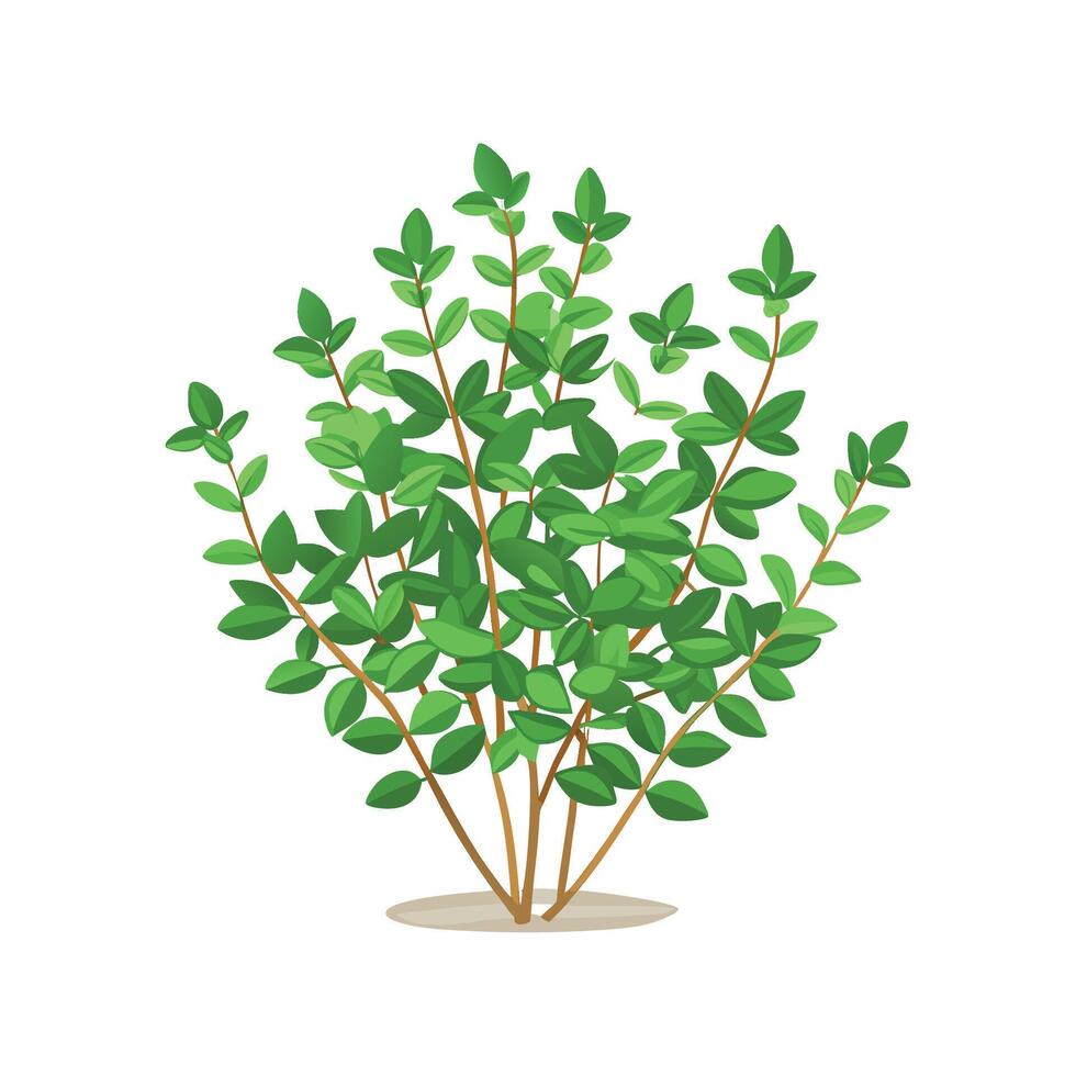 Vibrant Creeping Thyme Plant in Garden vector