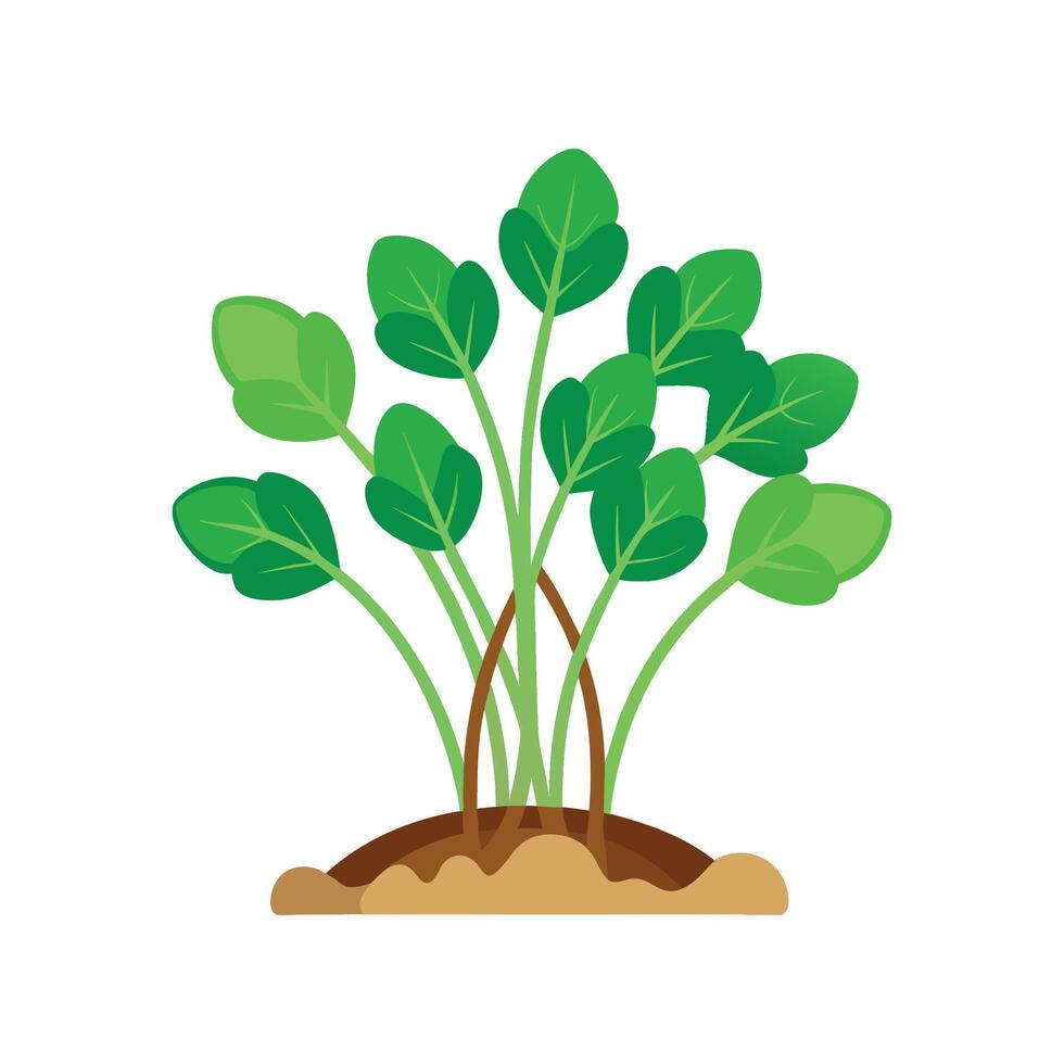 Fresh Cress Plant Ready for Culinary Delights vector