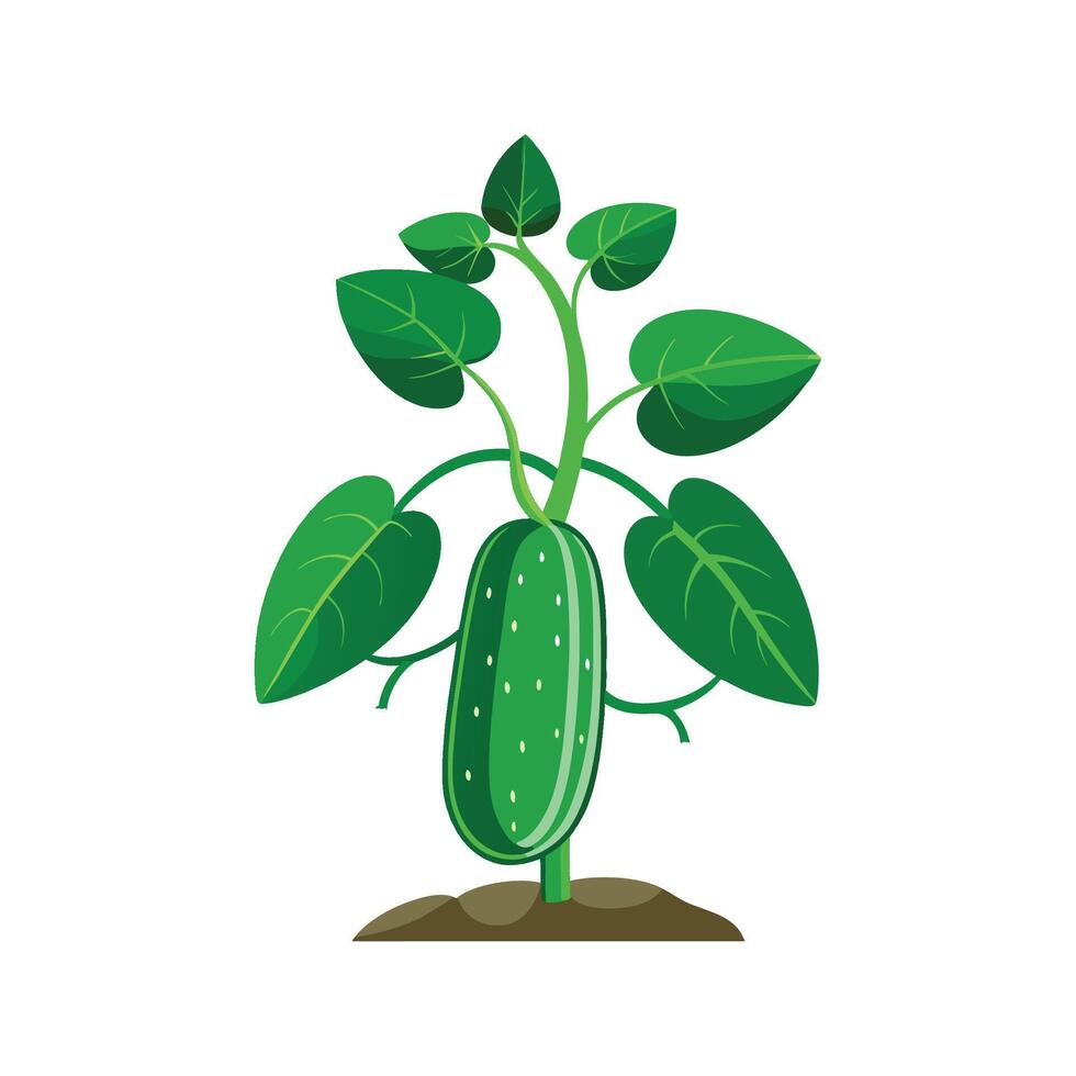 Elegant Cucumber Plant Enhancing Garden Beauty vector