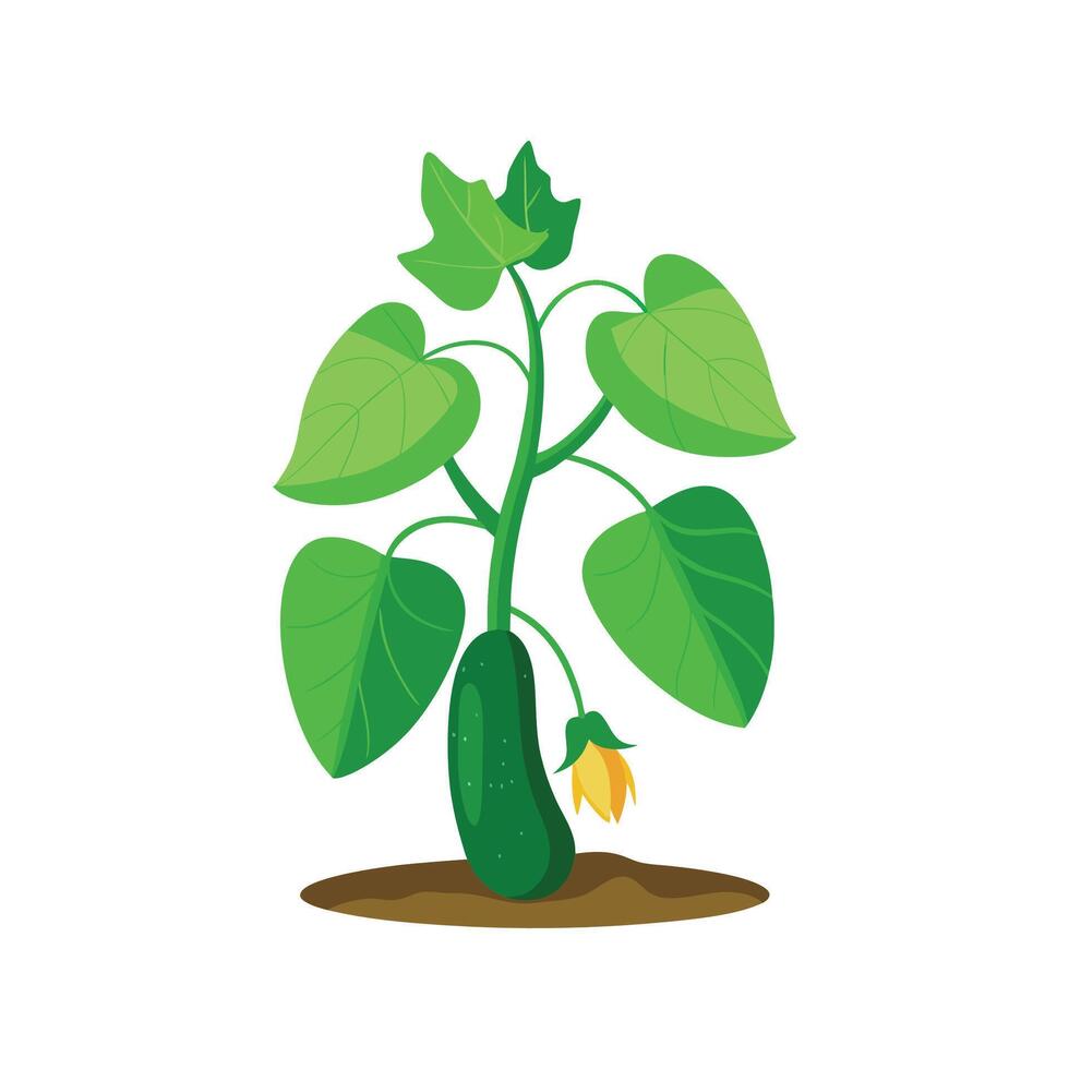 Vibrant Cucumber Plant Adding Flavor to Dishes vector