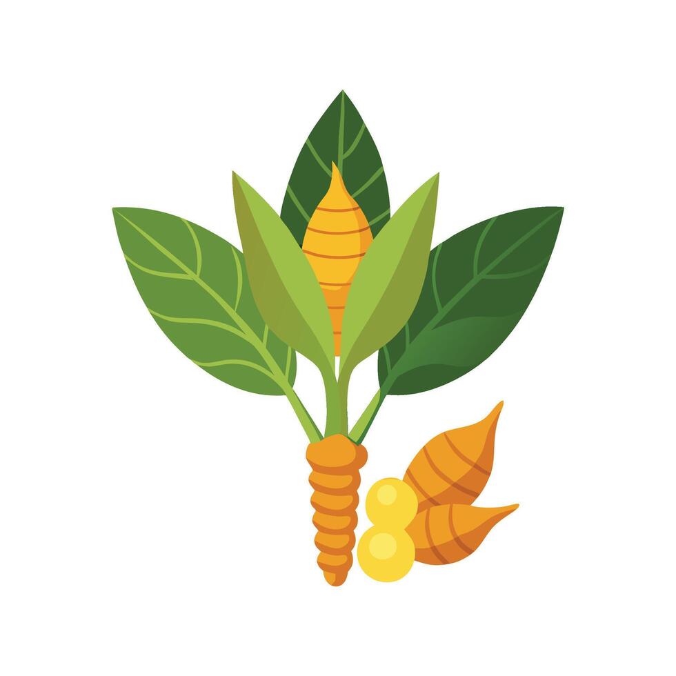 Stunning Curcuma Plant Blooming in Garden vector