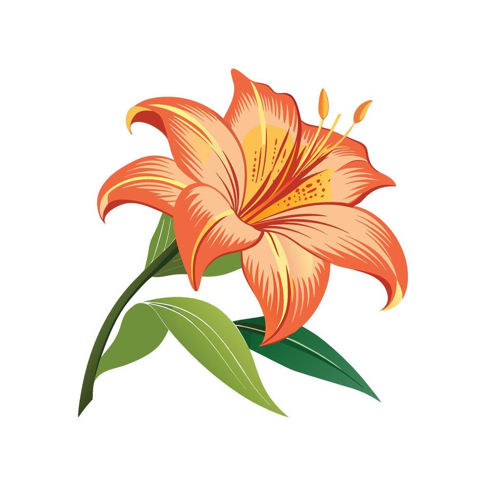 Charming Daylily Hemerocallis for Colorful Gardens vector