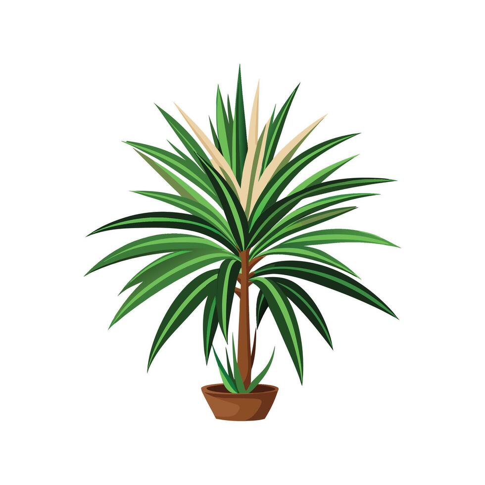 Charming Dracaena Marginata for Unique Decor vector
