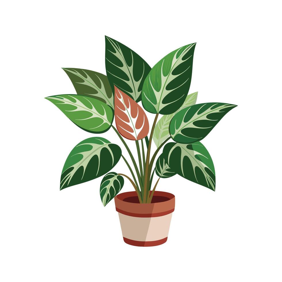 Stunning Dumb Cane Dieffenbachia in Natural Setting vector