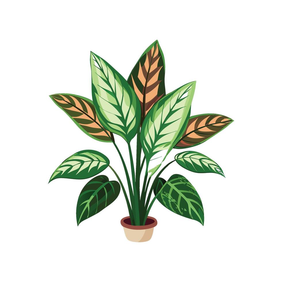 Charming Dumb Cane Dieffenbachia for Colorful Spaces vector