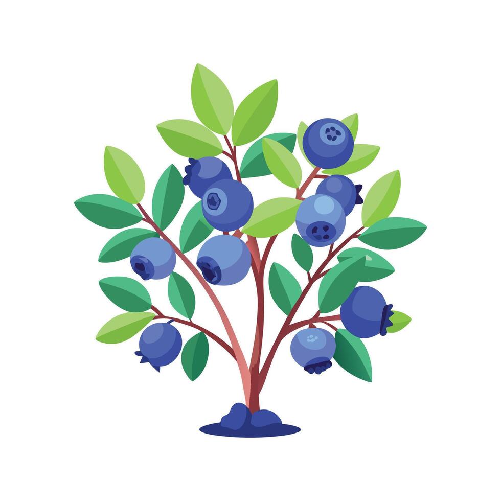 Elegant Dwarf Blueberry for Fruit Lovers vector