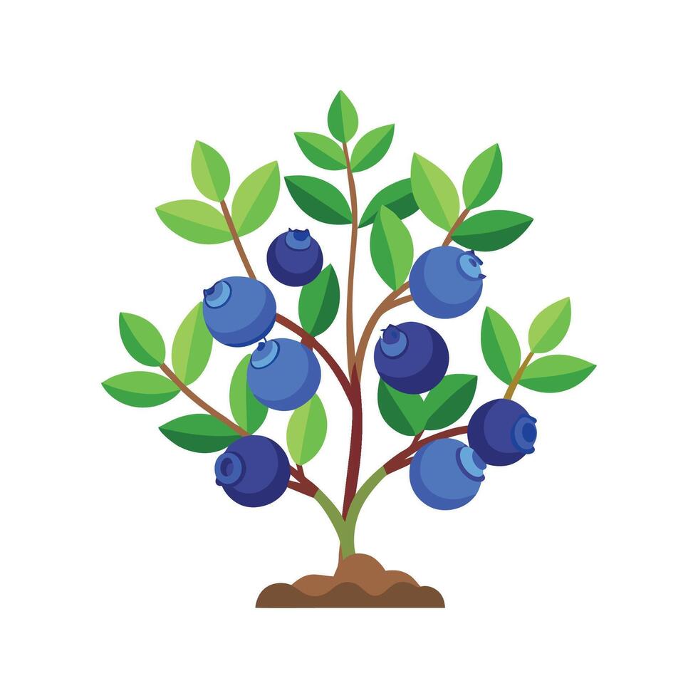 Fresh Dwarf Blueberry Plant in Organic Garden vector