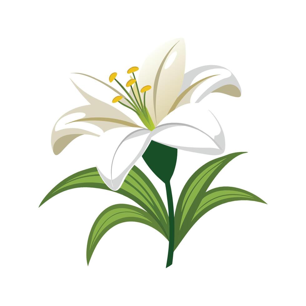 Stunning Easter Lily in Full Bloom vector