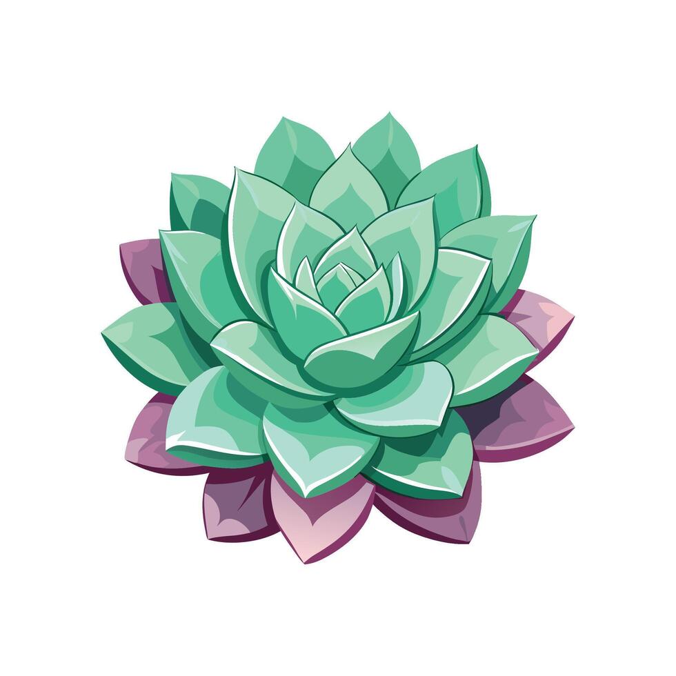 Elegant Echeveria for Stylish Decor vector