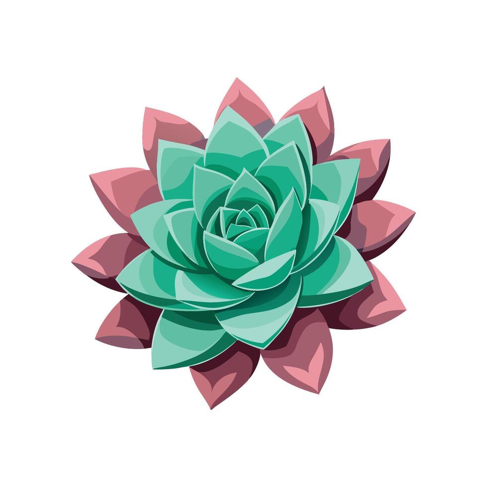 Charming Echeveria Brightening Home Decor vector