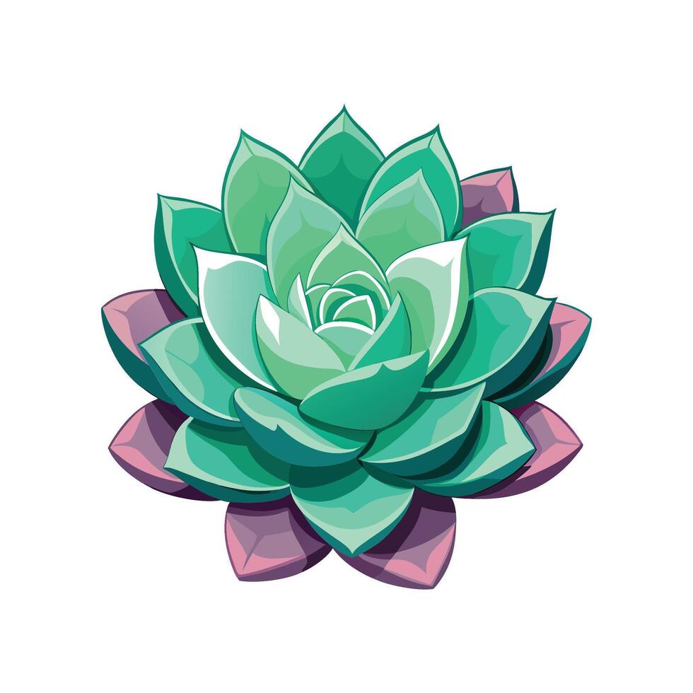 Beautiful Echeveria Adding Texture to Garden vector