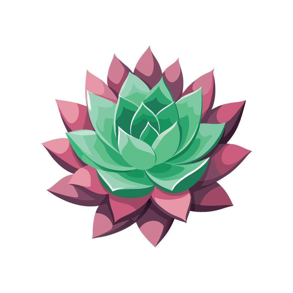 Elegant Echeveria Agavoides Brightening Home vector