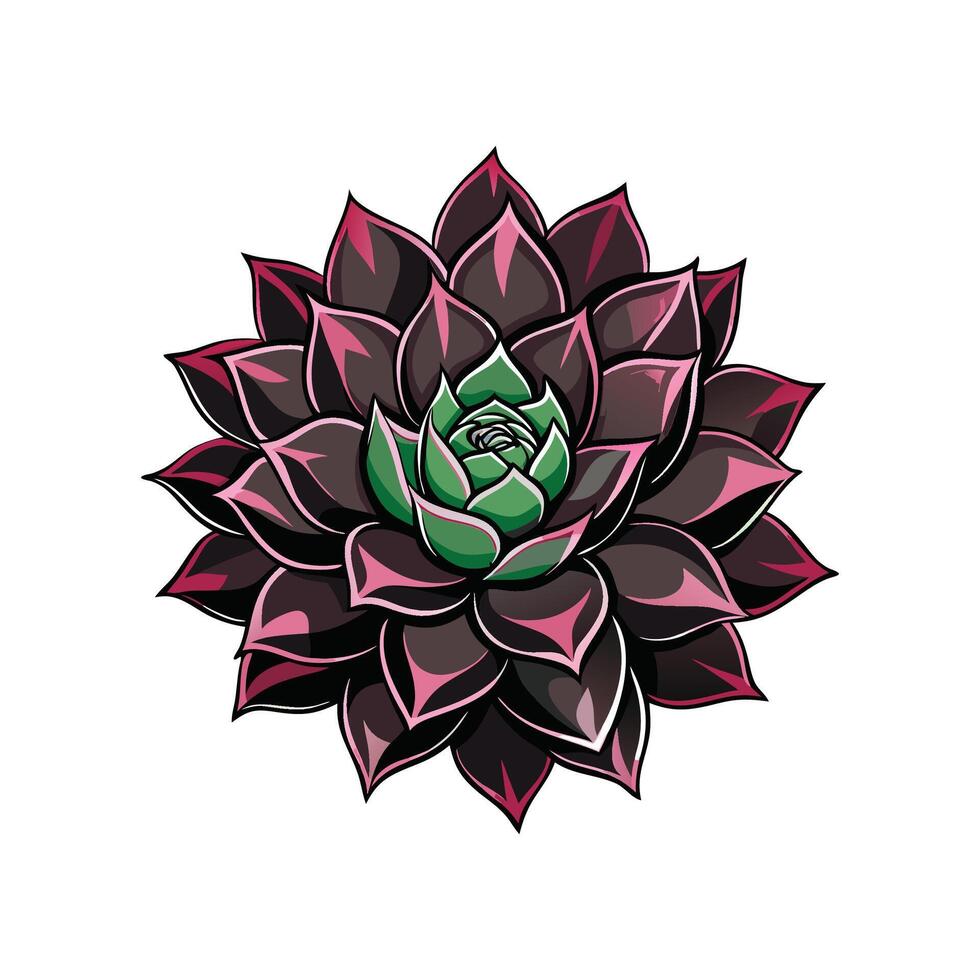 Beautiful Echeveria Black Knight Adding Elegance vector