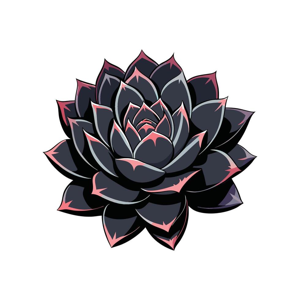Elegant Echeveria Black Knight Brightening Home vector