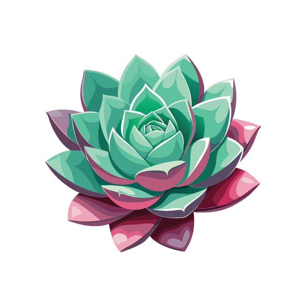 Stunning Echeveria Elegans in Bloom vector
