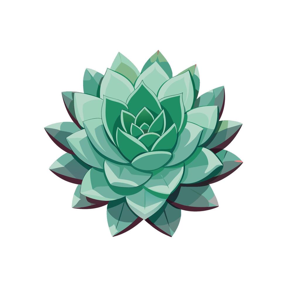 Beautiful Echeveria Elegans for Colorful Gardens vector
