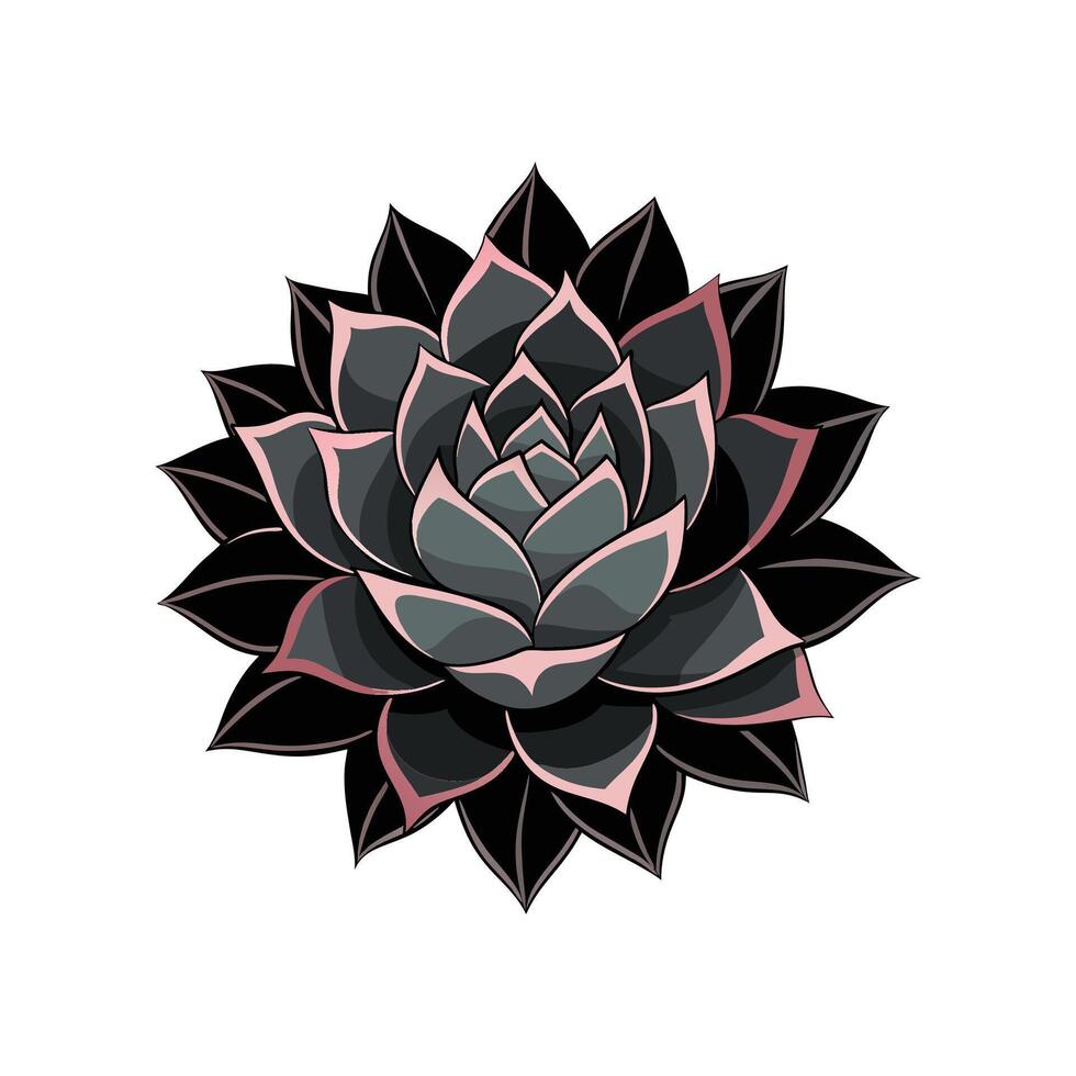 Vibrant Echeveria Black Knight for Indoor Spaces vector