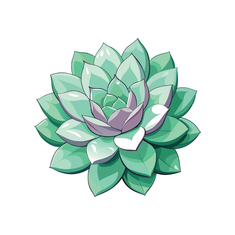 Charming Echeveria Lola Brightening Gardens vector