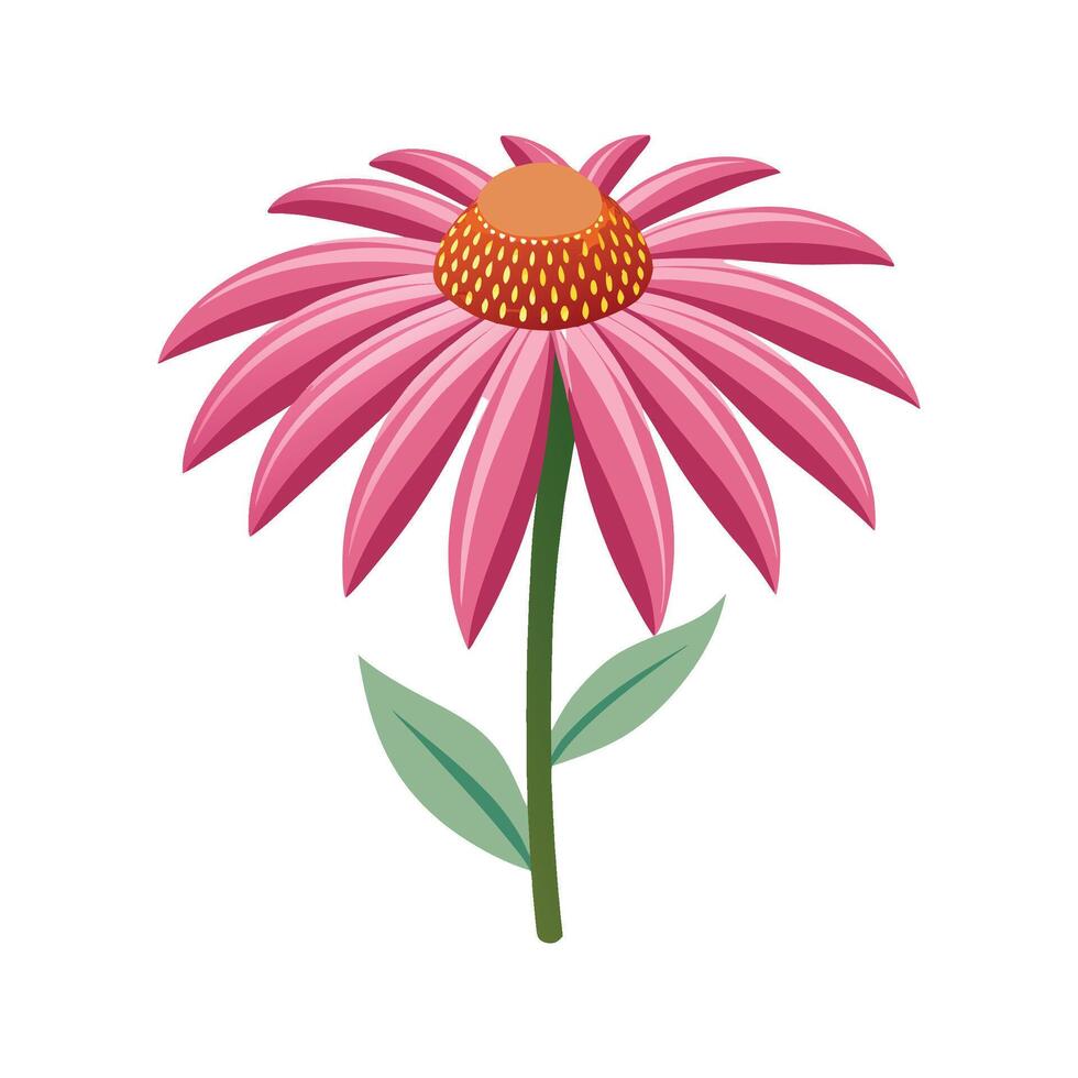 Beautiful Echinacea Showcasing Unique Blooms vector