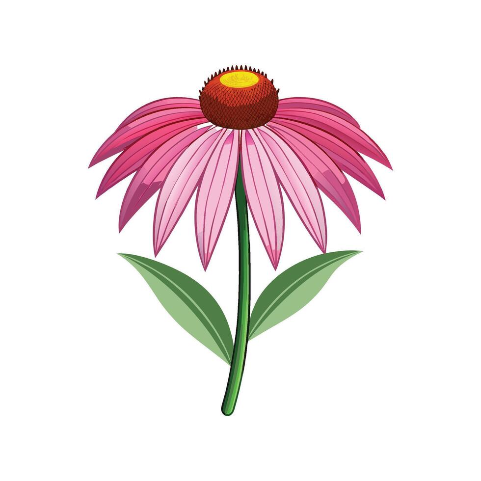 Stunning Echinacea Adding Color to Landscape vector