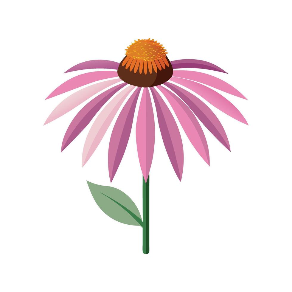 Vibrant Echinacea Blooming in Garden vector