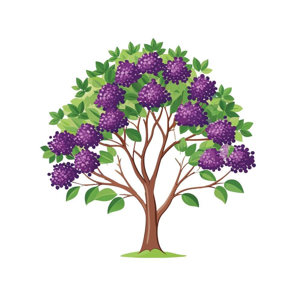 Charming Elderberry Tree for Colorful Gardens vector