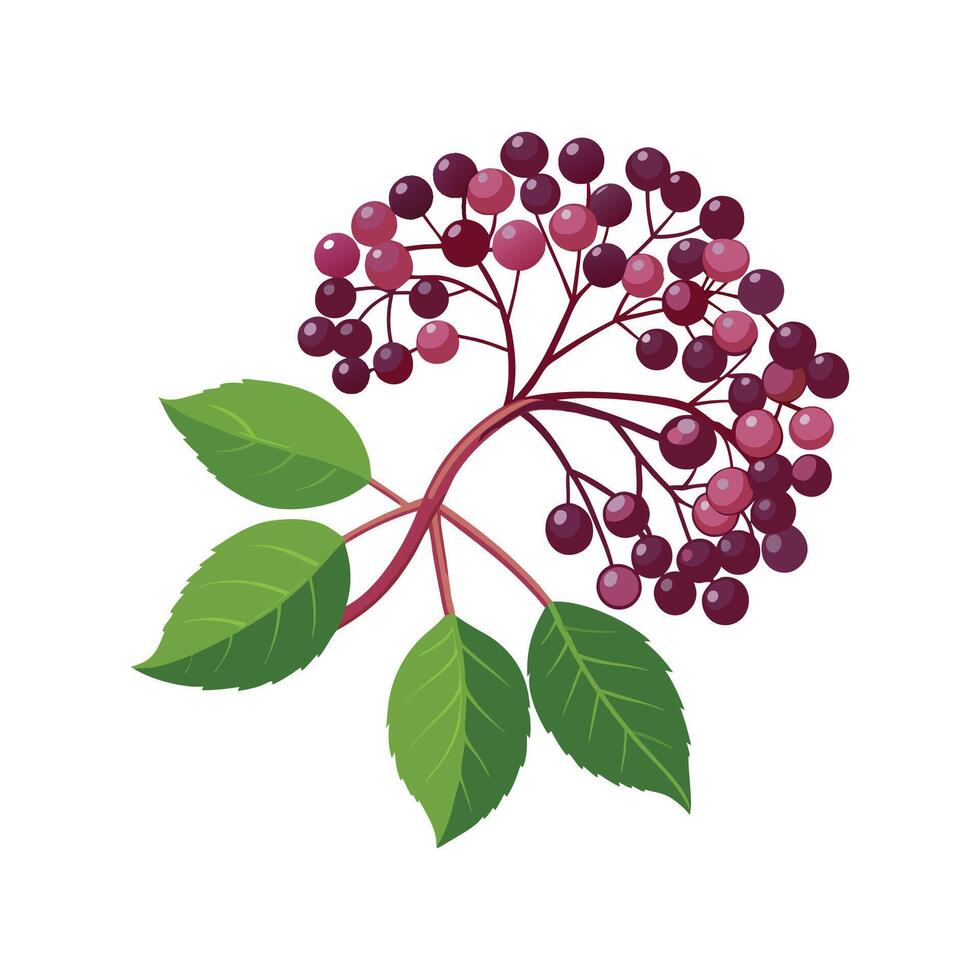 Charming Elderberry for Unique Decor vector