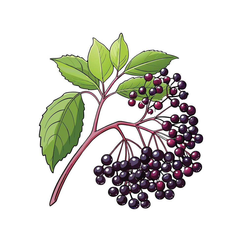 Elegant Elderberry Plant for Unique Interiors vector