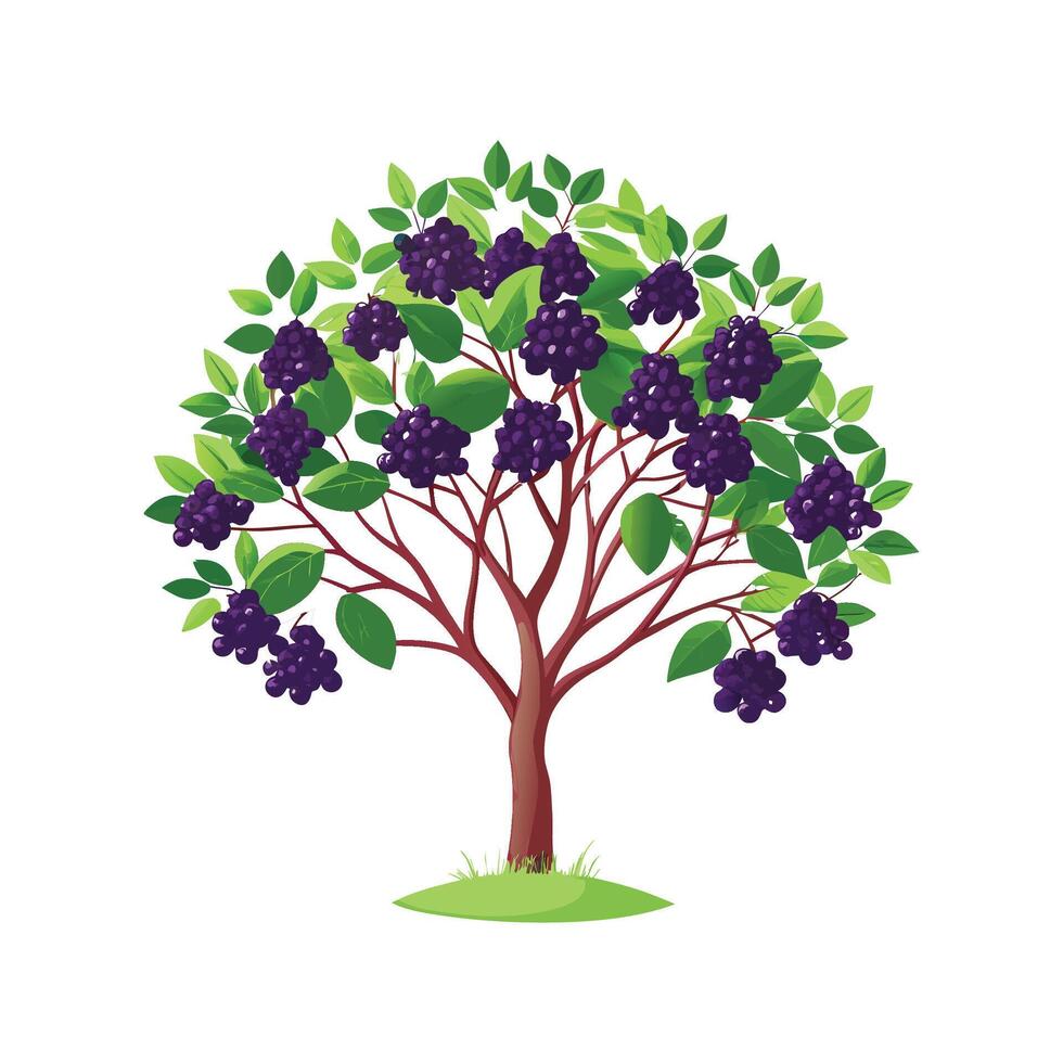 Vibrant Elderberry Tree Brightening Landscape vector