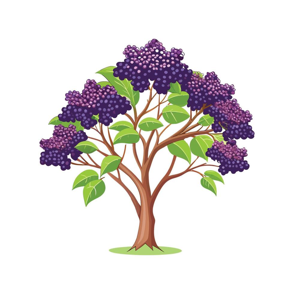 Beautiful Elderberry Tree Adding Charm vector