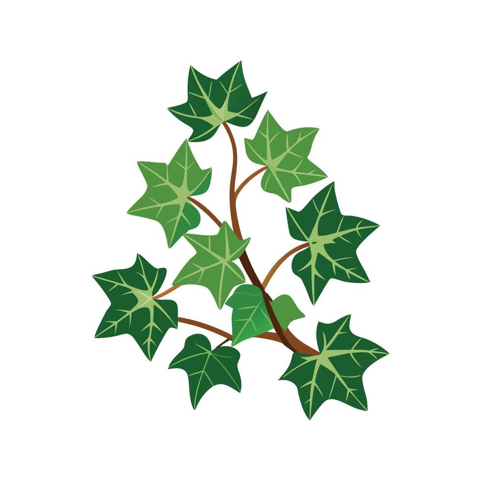 Elegant English Ivy Hedera Helix for Indoor Decor vector