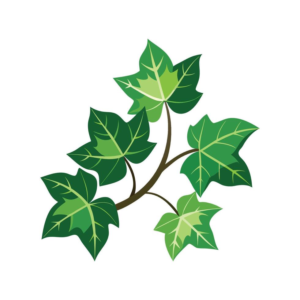 Charming English Ivy Hedera Helix in Lush Greenery vector
