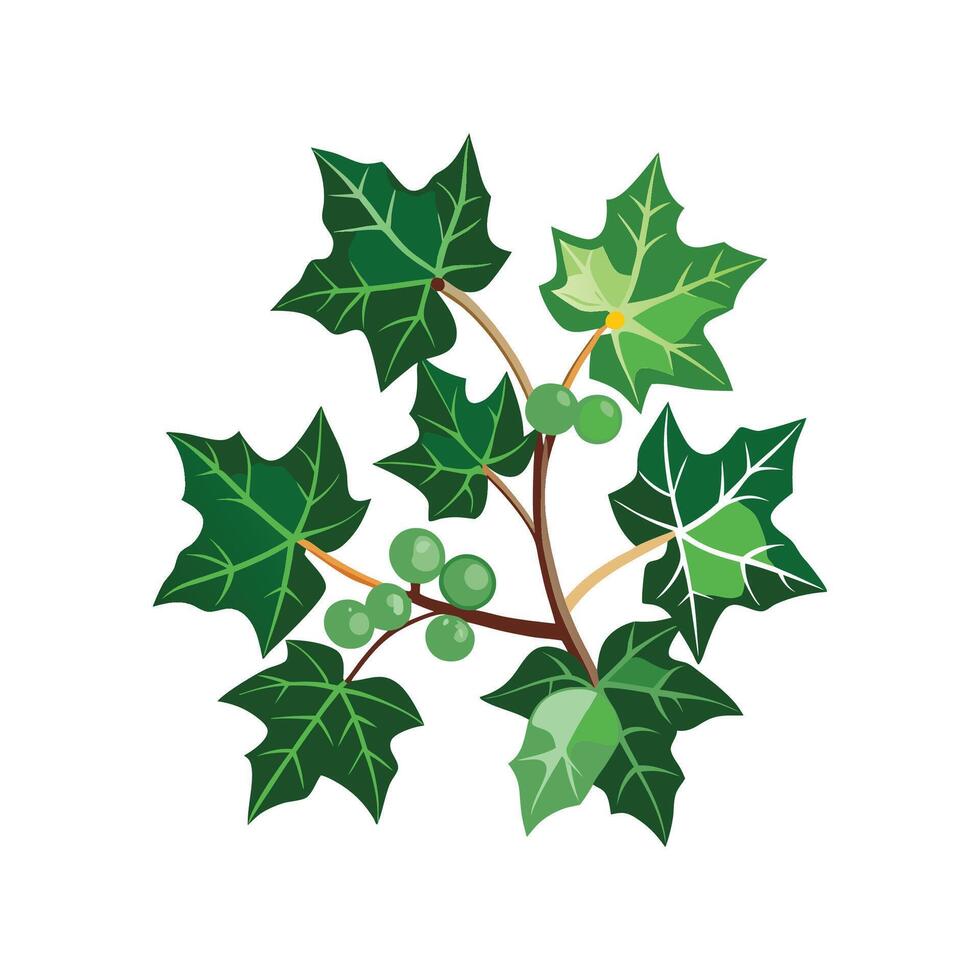 Stunning English Ivy Hedera Helix in Natural Setting vector