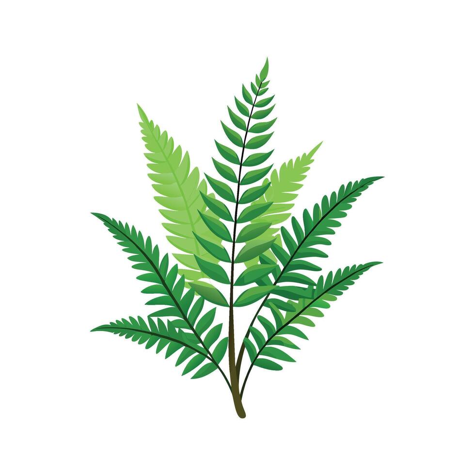 Stunning Fern Fraction Adding Texture to Garden vector